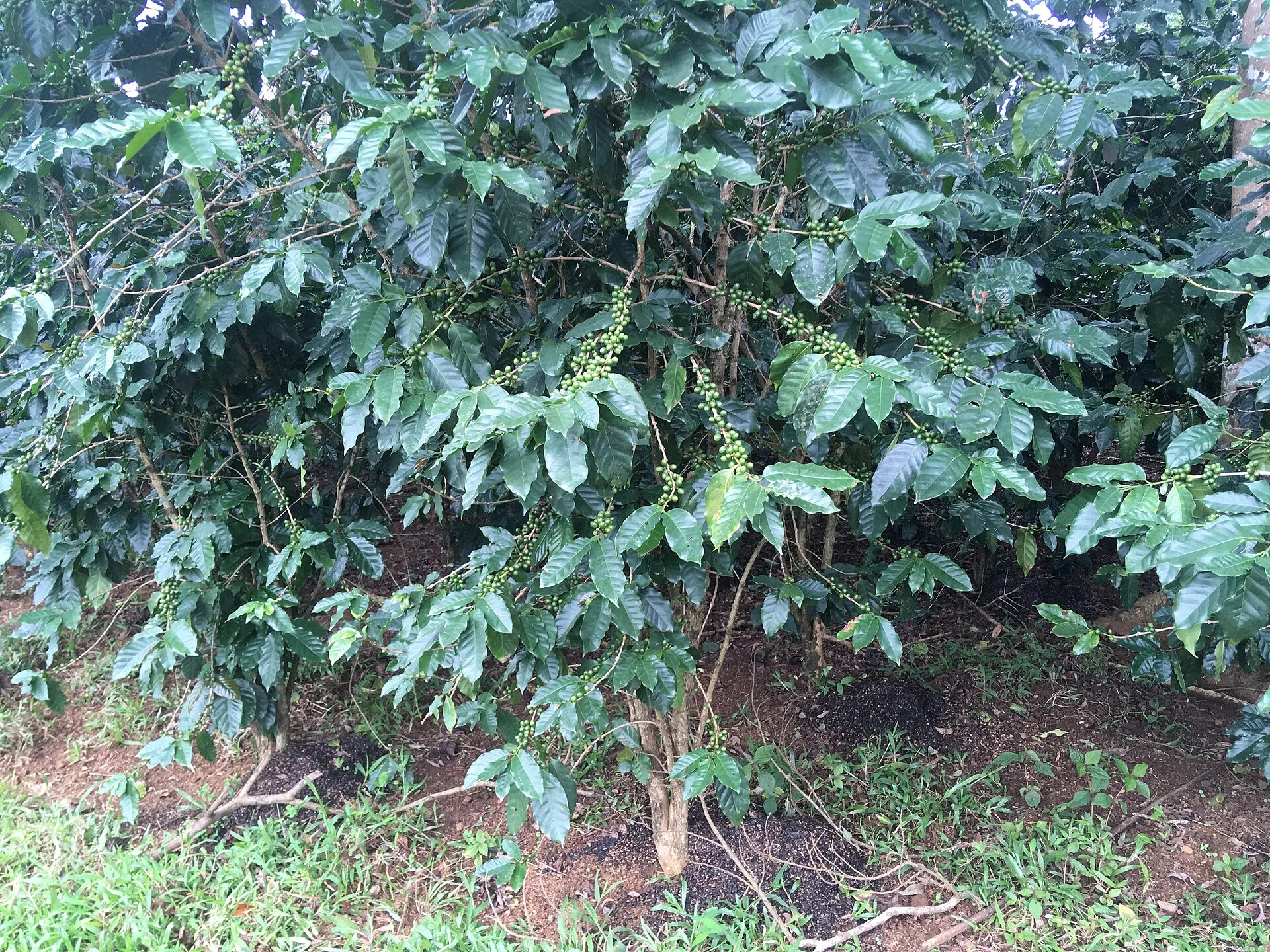 Le Café du Plateau Bolaven : une perle du Laos