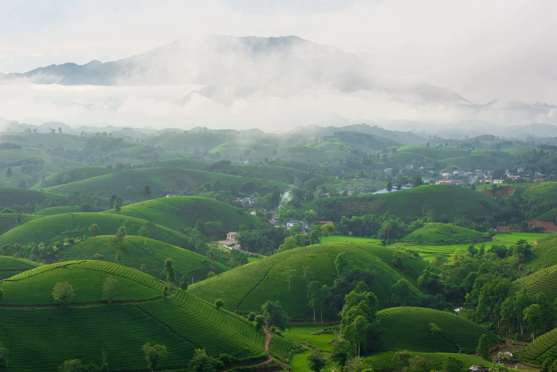 Le Thé du Nord Laos : une tradition millénaire
