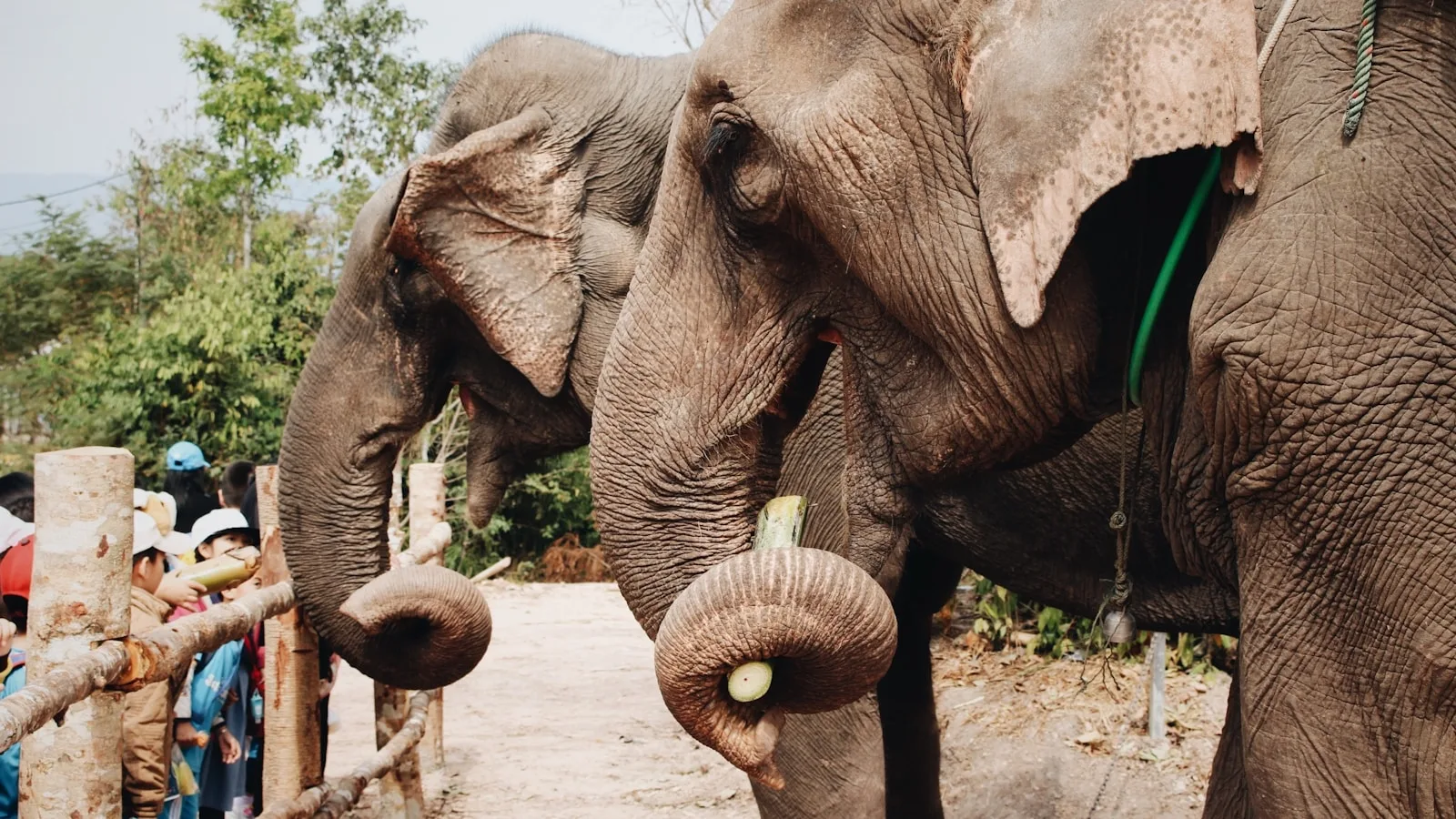 L'Elephant Conservation Center de Sayaboury